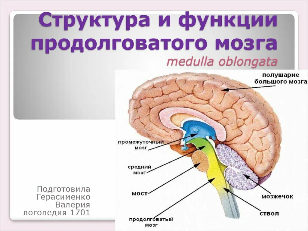 Каковы функции продолговатого. Функции отделов головного мозга анатомия. Анатомическая классификация отделов головного мозга. Продолговатый мозг строение и функции. Функции продолговатого отдела головного мозга.