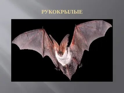 Рукокрылое 6 букв