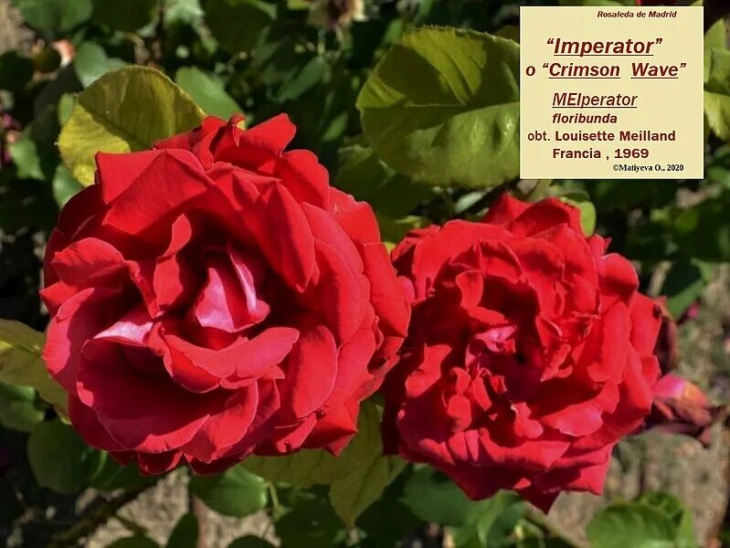 Emperors rose. Emperor игра про китай. Imperial roses. Emperor rise of the middle kingdom монументы. Imperial roses.
