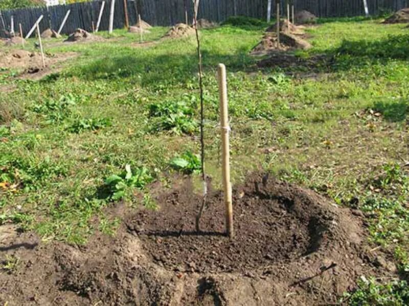 Высаживание саженцев яблони. Посадка яблони весной. Посадка саженцев плодовых деревьев осенью. Посадка саженцев яблони весной. Когда весной сажать плодовые