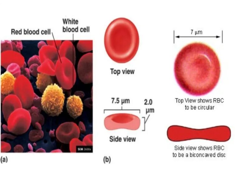 Лейкоциты группа крови. Клетки крови. Эритроциты под микроскопом. Эритроциты крови человека. Эритроциты и лейкоциты.