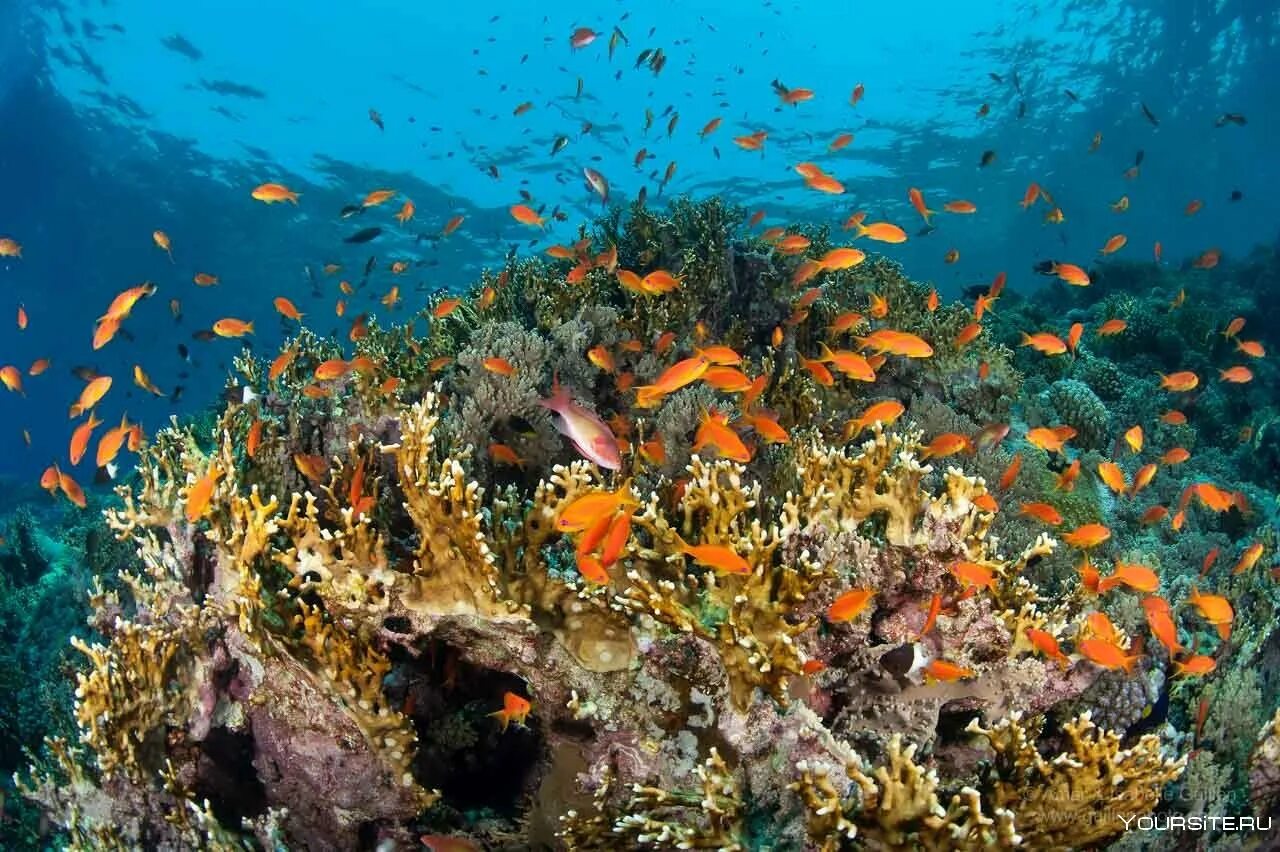 Подводный мир египта шарм-эль-шейх. Шарм-эш-шейх море. Коралловый пляж шармаль шейх. Коралловый риф в шарм эль шейхе. Подводный мир египта шарм-эль-шейх.