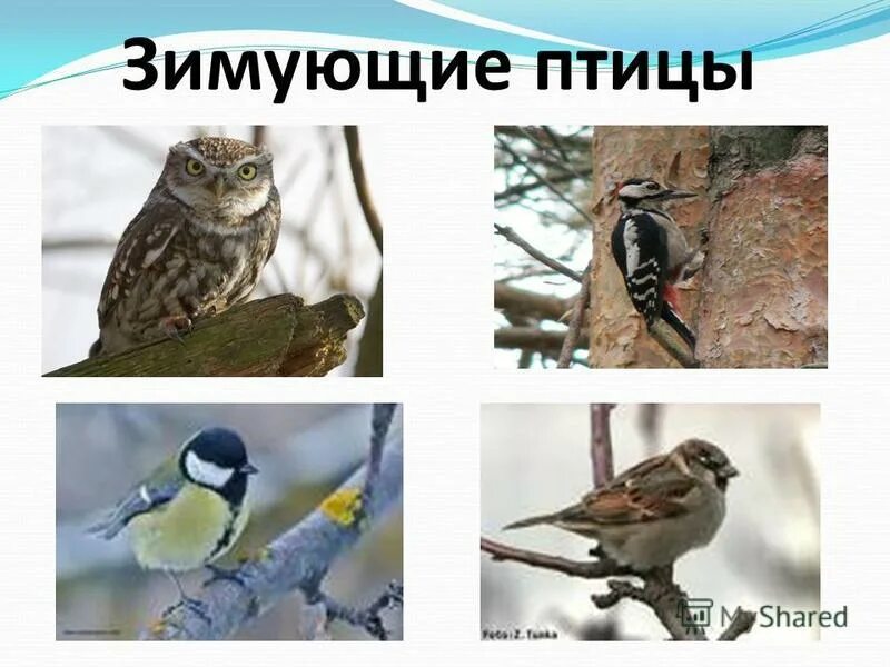 Какие птицы зимуют в башкирии. Проект зимующие птицы. Зимующие птицы башкирии. Зимующие птицы башкортостана. Интересные факты о птицах зимой.