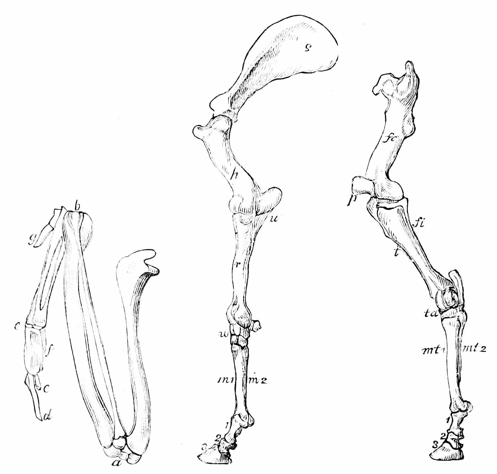 Строение конечности лошади скелет. Скелет тазовой конечности лошади. Анатомия конечности лошади кости. Кость голени лошади анатомия. Скелет парных конечностей