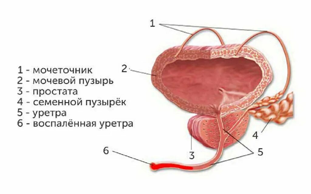 Мочевой пузырь у мужчин и женщин. Мочевой пузырь. Женский мочеиспускательный канал.