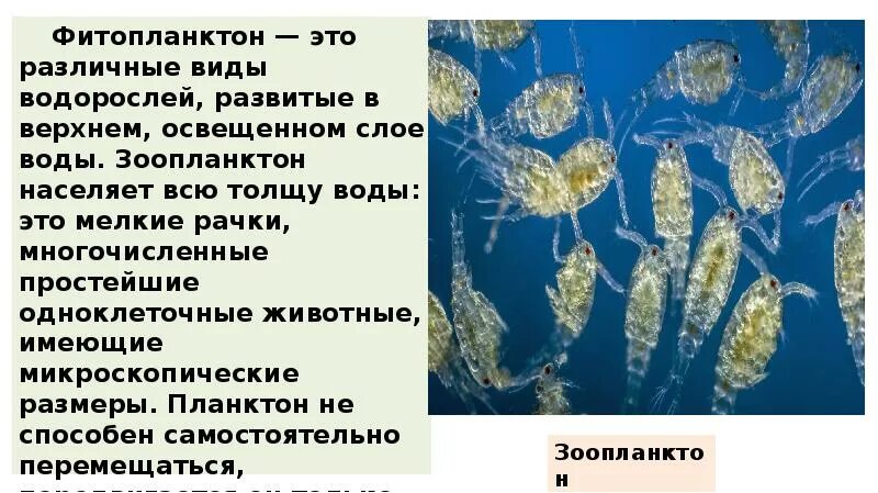 Фитопланктон диатомовые водоросли. Зоопланктон и фитопланктон. Планктоновые водоросли. Представители фитопланктона. Организмы плавающие в толще воды