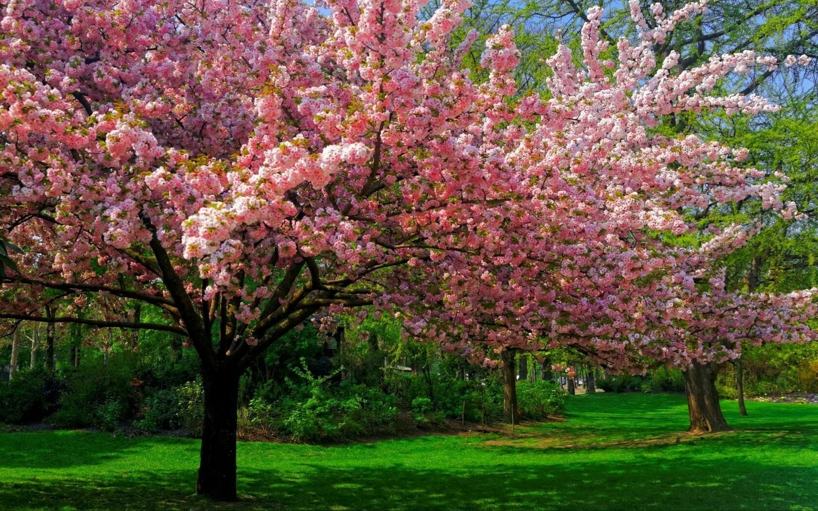 Bahor rasmlari. Сакура черри блоссом дерево. Pink черри блоссом дерево деревья. Вишня дерево цветение. Деревья весной.