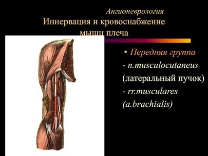 Кровоток в мышцах