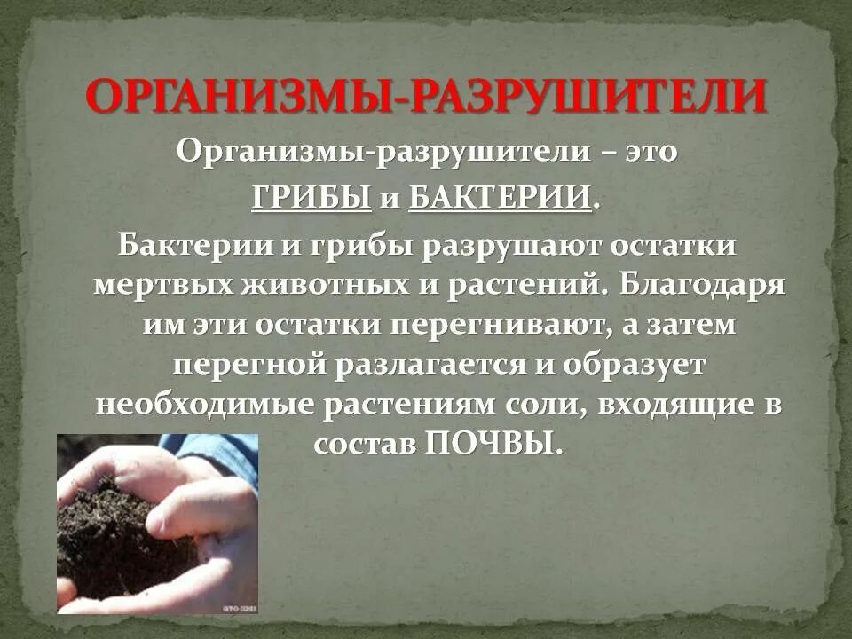 Растения разрушители. Организмы разрушители. разрушители микроорганизмов. в великом круговороте жизни разрушители это. грибы и бактерии разрушители.