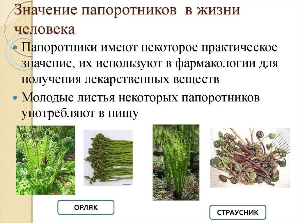 Каково значение плаунов и хвощей. Папоротник орляк значение в природе и жизни человека. Папоротник орляк функции. Значение папоротников. Роль папоротников в жизни человека.