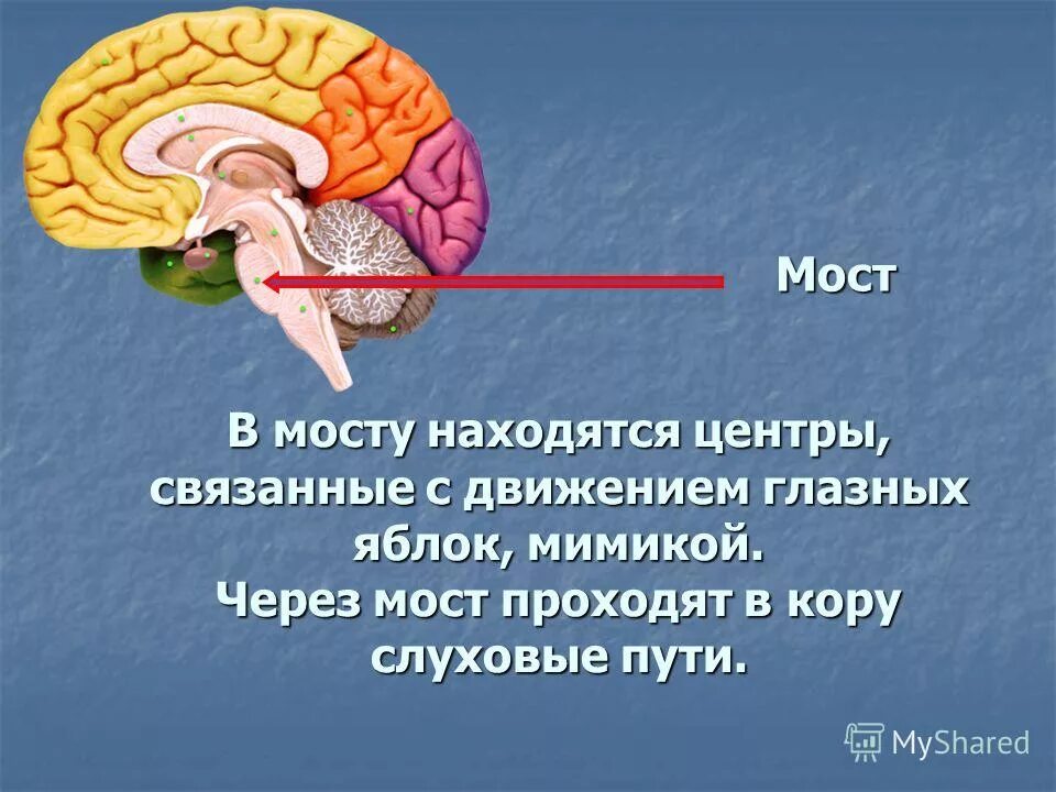 Отделы головного мозга мост строение. Строение моста в головном мозге. Головной мозг варолиев мост. Мост головного мозга строение и функции. Нервные центры и отделы головного мозга