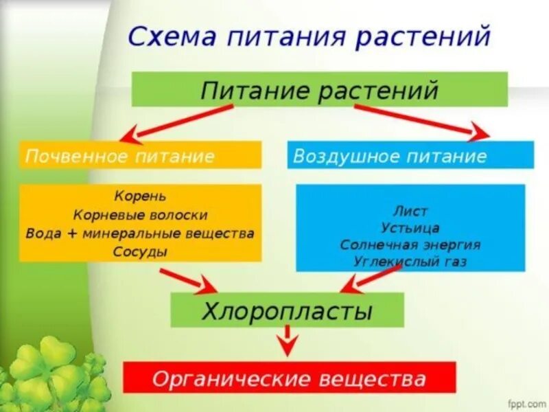Таблица питания растений
