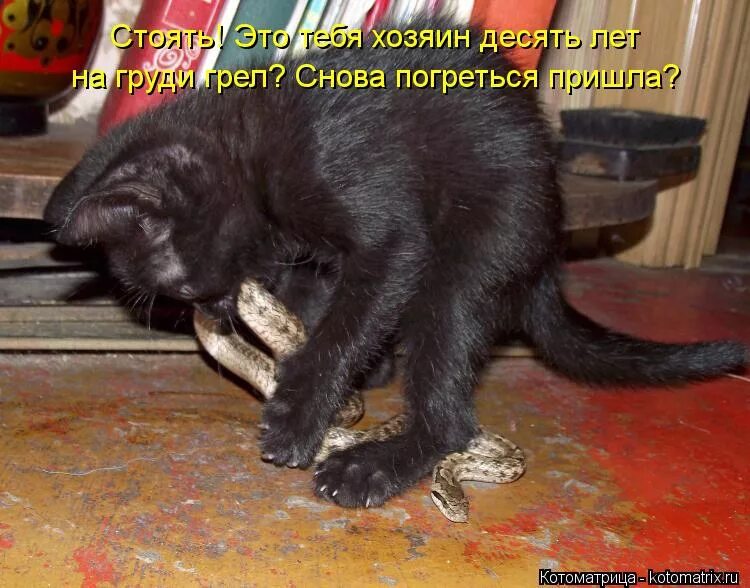 я тебя поймаю. ответы лавр 49 кроссворд. очевидные факты мем. алексей горностаев архитектор. дипломат и шахматист.