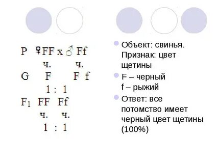 У свиней белая щетина доминирует