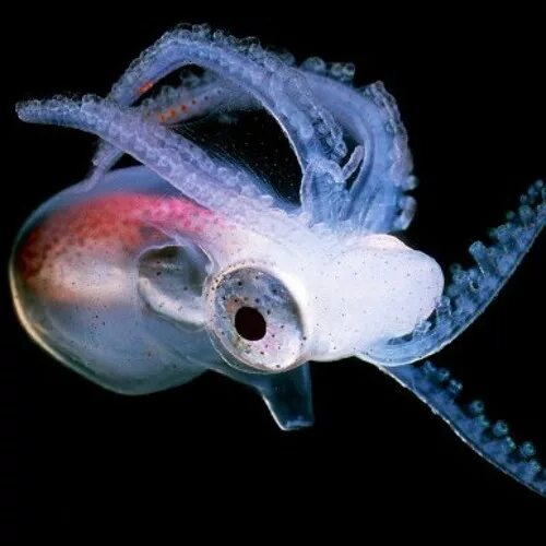 Кальмар выбрасывает защитную жидкость. Кальмар призрак. чернильный мешок кальмара. спаривание кальмаров. чернильный мешок головоногих.