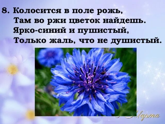 Василек стих. Васильки: стихотворения. Загадка про цветок Василек для детей. Загадка про Василек. Стих про синий цвет.