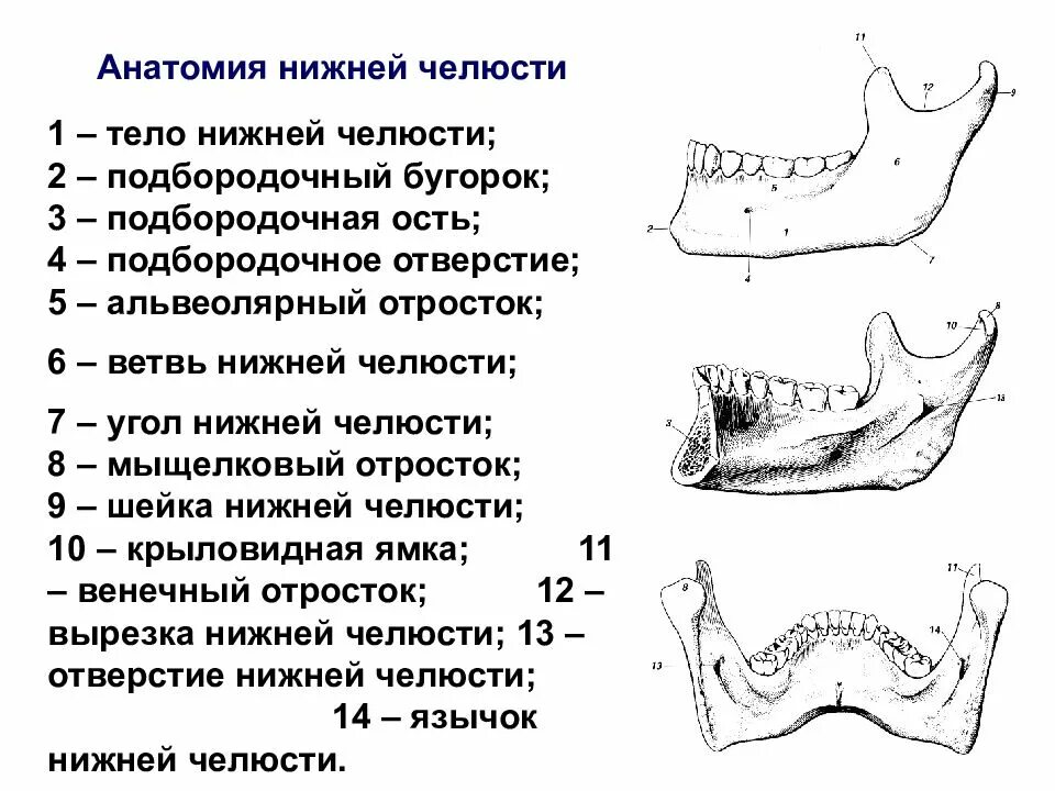 Анатомические образования на теле нижней челюсти. Череп человека нижняя челюсть кость. Нижняя челюсть анатомия СКТ. Мыщелковый отросток нижней челюсти. Нижняя челюсть с другими костями черепа