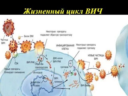 Последовательность заражения