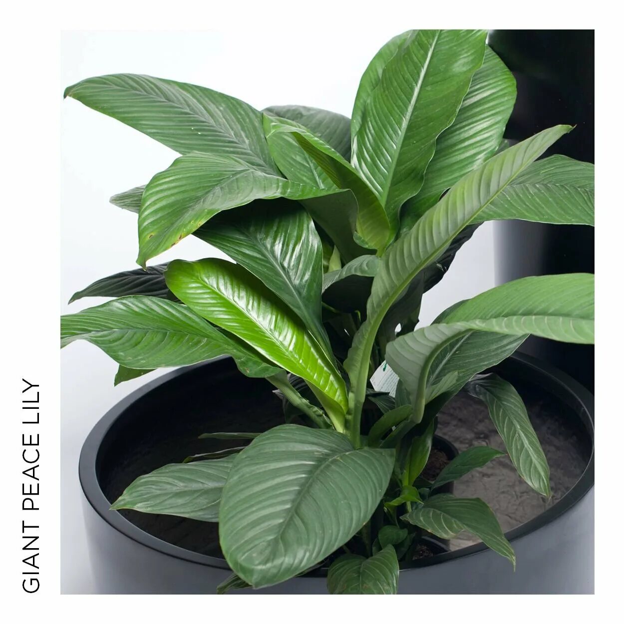 Спатифиллум сенсейшен. Спатифиллум сенсатион. Спатифиллум сенсация юбочка. Спатифиллум сенсация. Спатифиллум святая лауретта.