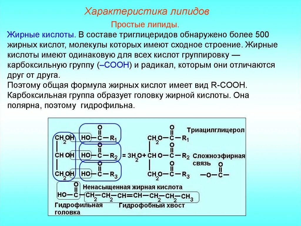 Углеводы липиды строение. Простые липиды. Строение простых липидов. Характеристика простых липидов. Структура простых липидов.