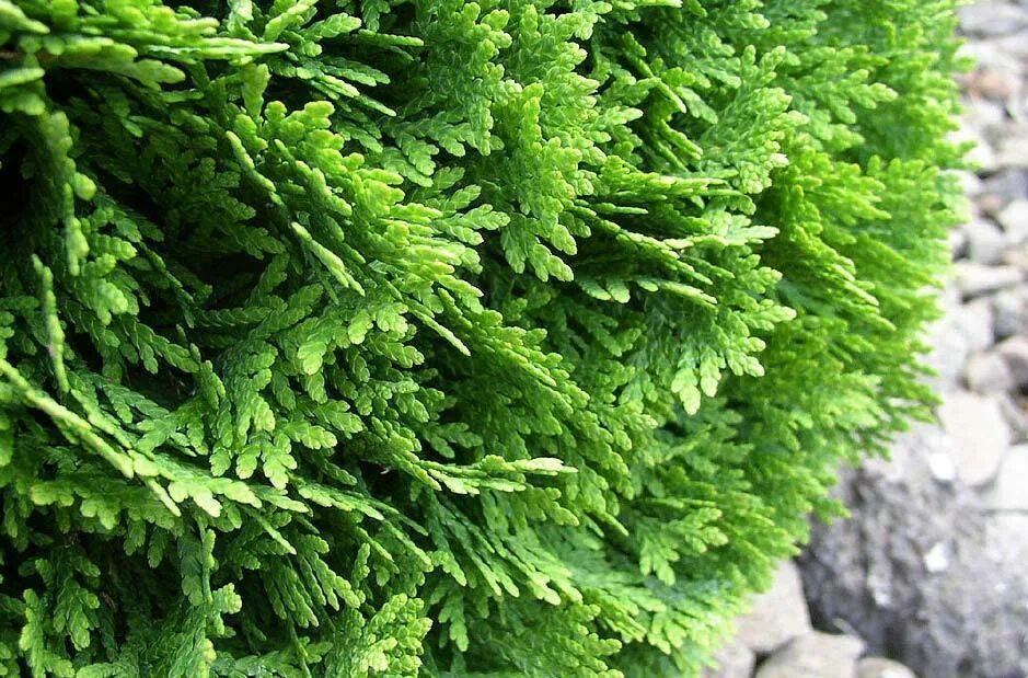 Туя Западная Даника. Туя Даника хвоя. Thuja occidentalis Даника. Туя Западная зеленая "Даника". Туя западная это хвойное