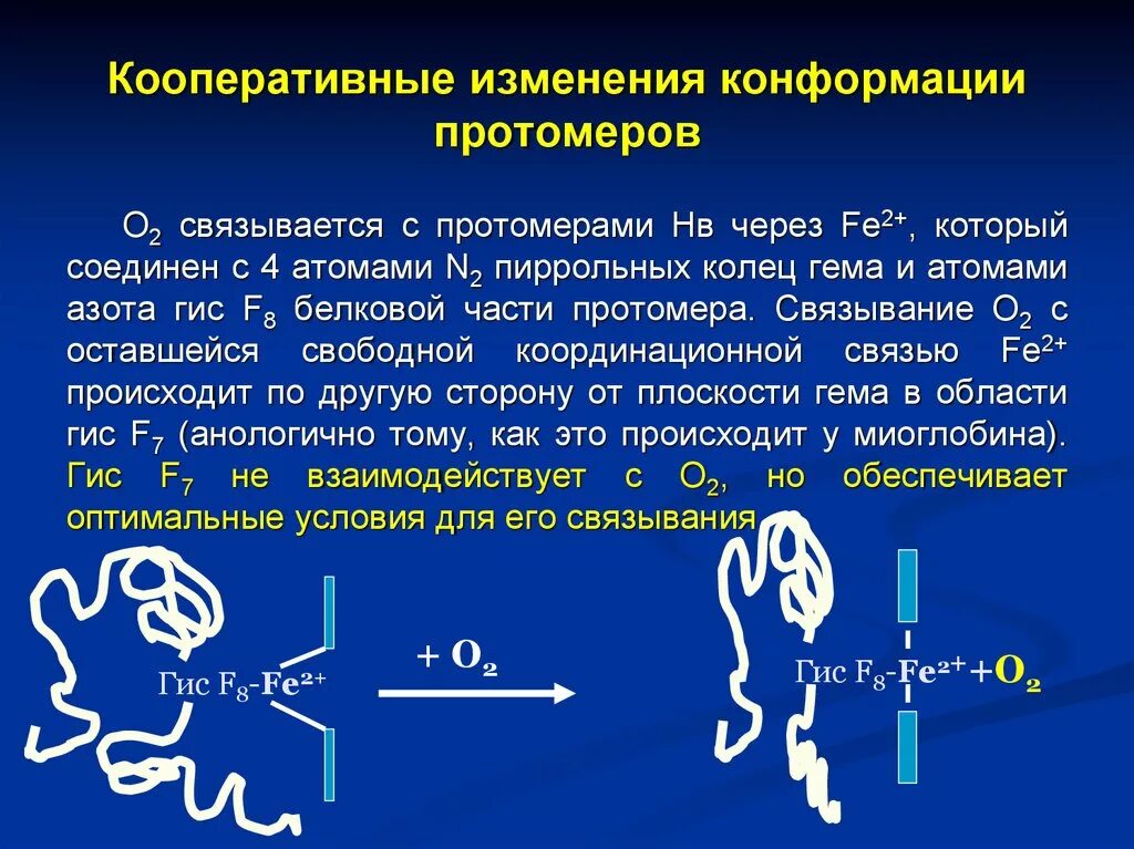 Изменение конформации. Кооперативное взаимодействие протомеров гемоглобина. Кооперативность изменения конформации протомеров. Кооперативные изменения конформации. Кооперативные изменения конформации протомеро.