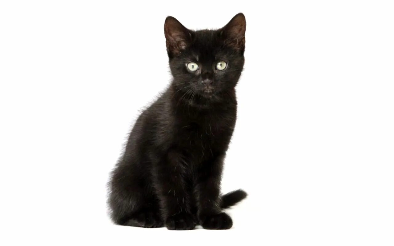 Черный котик на белом фоне. Кошка на прозрачном фоне. Красивый черный кот. Котенок на белом фоне. Котик на белом фоне.