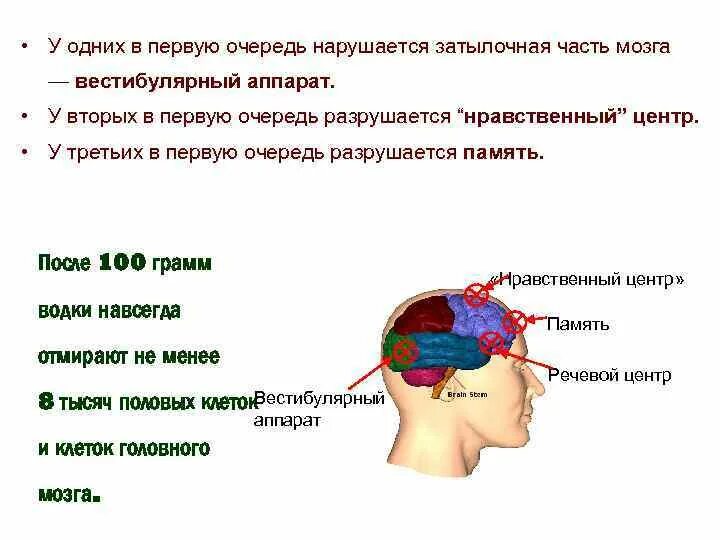 Вестибулярный аппарат мозг. Вестибулярный аппарат часть мозга. Зона головного мозга отвечающая за вестибулярный аппарат. Речевые зоны мозга. Вестибулярный аппарат в головном мозге человека.