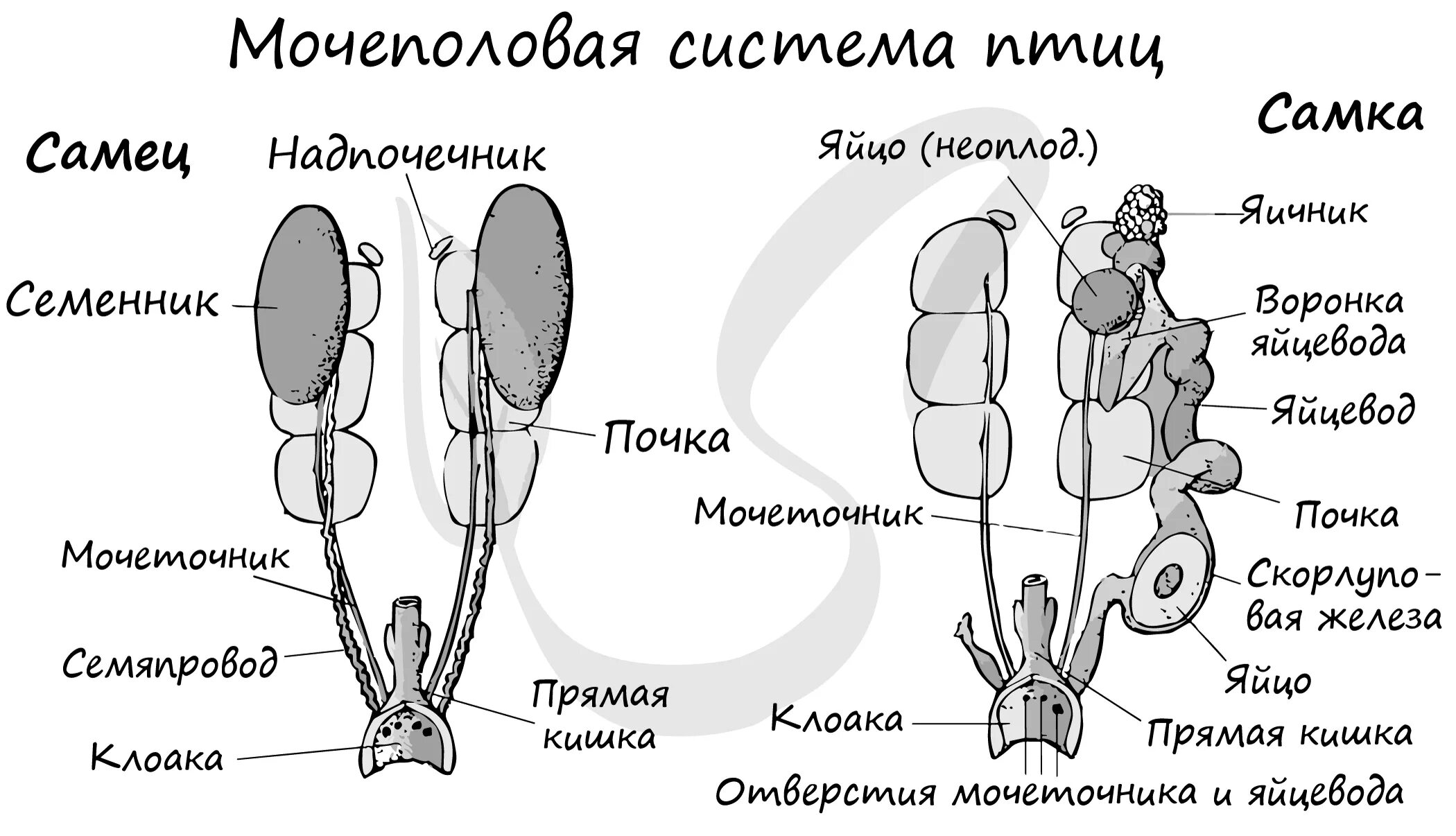 Почка какая система у птиц. Строение выделительной системы птиц. выделительная система птиц схема. строение мочевыделительной системы птиц.