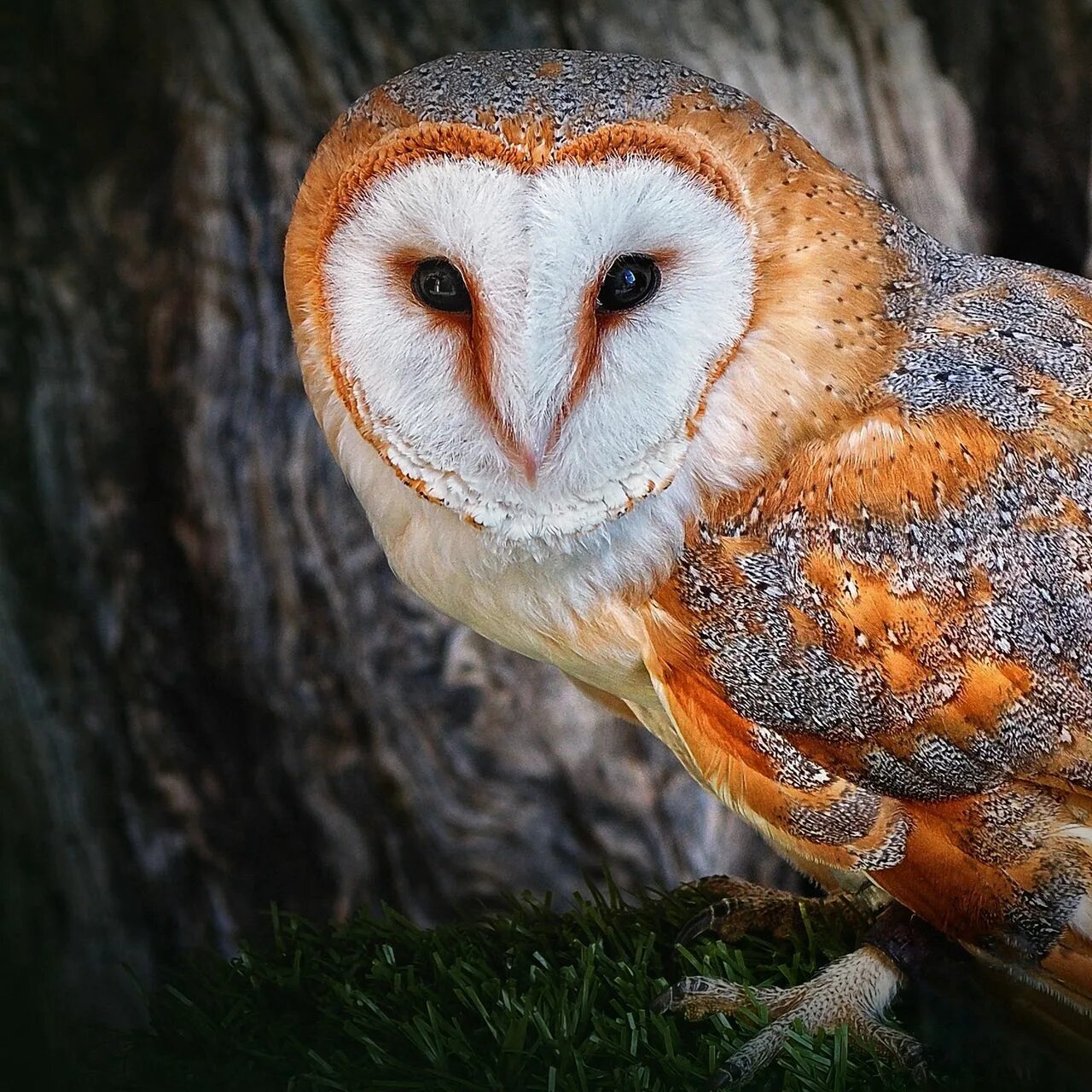 Красная сова фото Owl by tiko Pixdaus Owl eyes, Owl, Owl bird