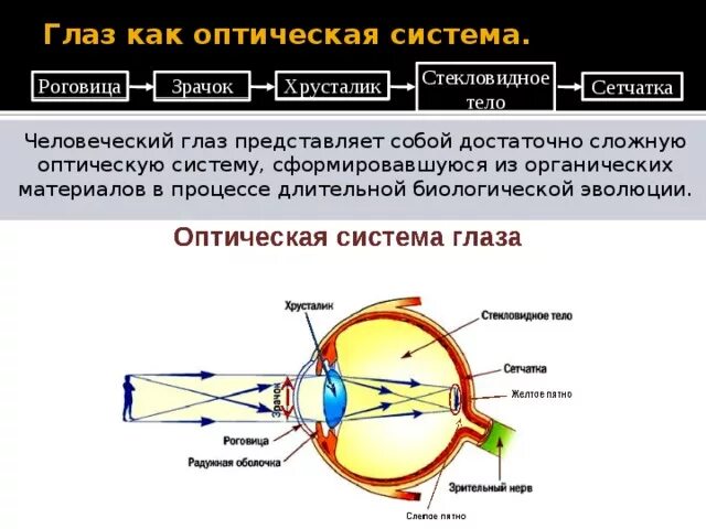 Строение глаза ход лучей в оптической системе глаза. Строение и функции оптической системы глаза. Оптическая система глаза хрусталик. Схема оптической системы глаза. Фокусировка лучей света на внутренней