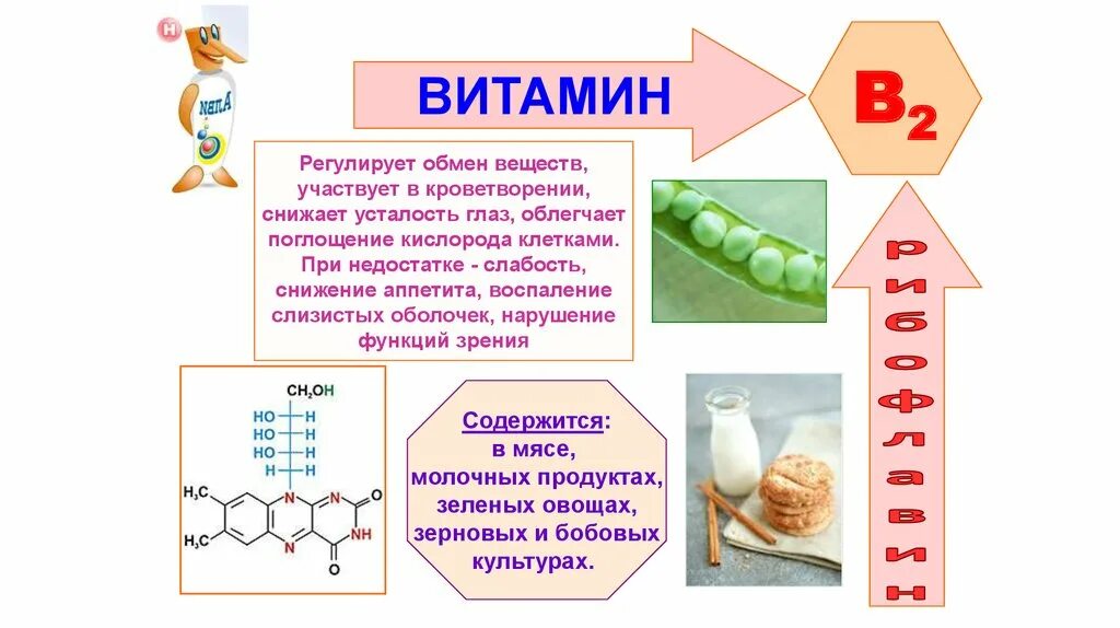 Витамины группы в курс. Витамин б. Витамины группы b. Витамин b2. Источники витамина б2.