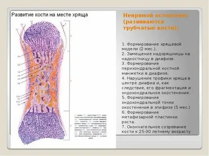 Из какой ткани состоит хрящ и кость
