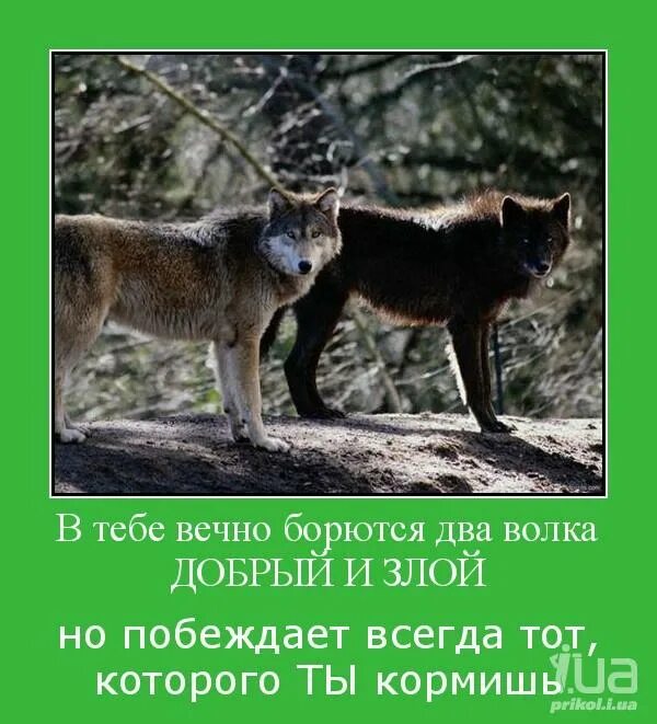 Притча о двух волках. Карл адамс армрестлинг. Противоположные тенденции. Бороться несколько. Неправильно волки.