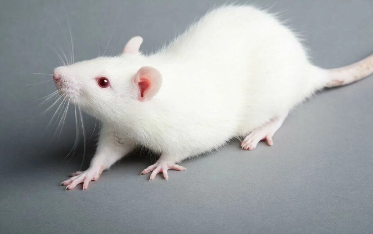 First Atlas of Every Mouse Brain Cell Could Improve Neuro Disease Treatments Sci