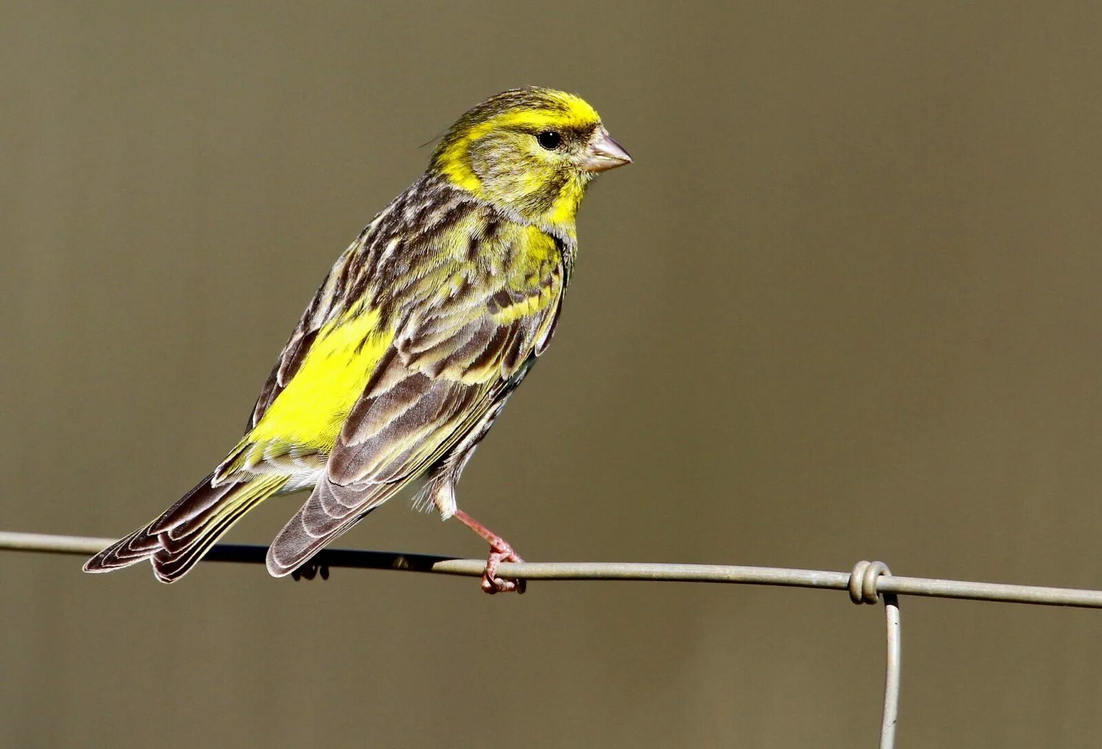 желтобрюхий канареечный вьюрок. вьюрок канареечный. вьюрок европейский, вьюрок канареечный. сальмонелла энтерика в вьюрок канареечный. канарские острова канарейки.