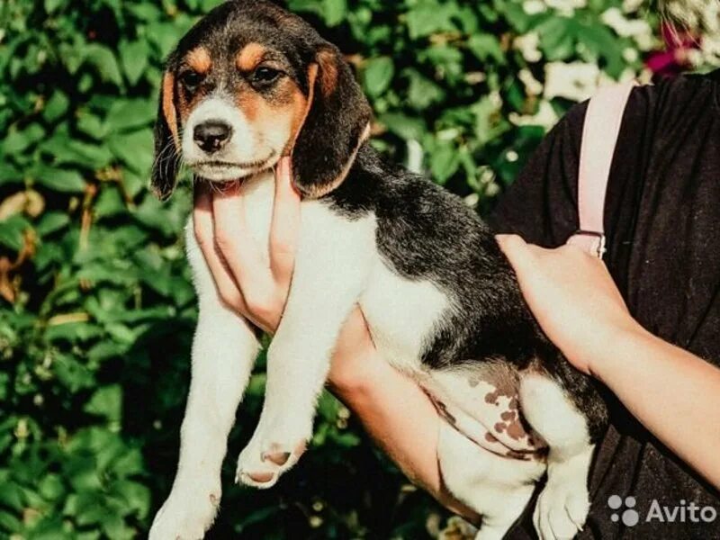 собака авито гончие эстонские