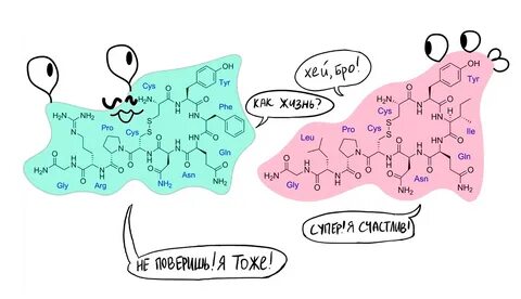 Основной эффект окситоцина