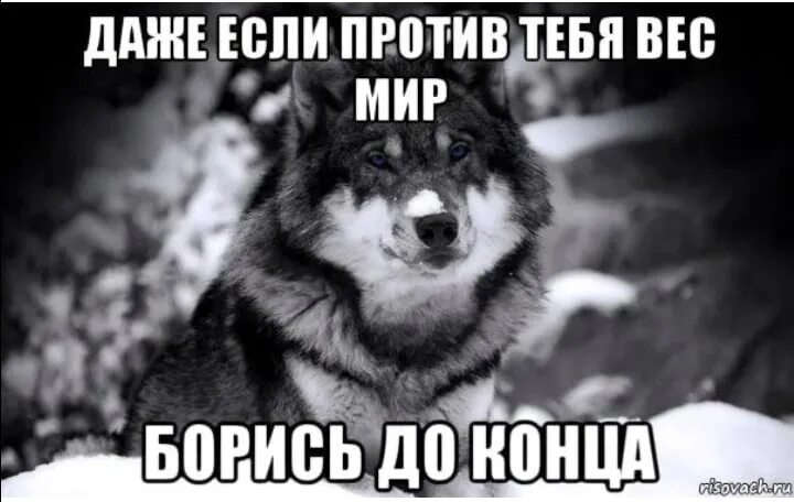 Даже если против нас будет весь мир. Мемы с волками. Волк Мем. Картинки когда все против тебя. Мотивация волк.