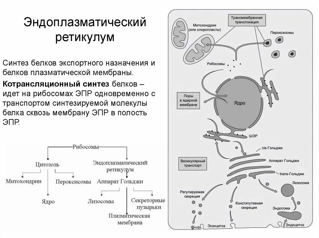 Синтез белков органелла. Котрансляционный Синтез белков. Схема синтеза мембранных белков. Органеллы белкового синтеза. Котрансляционный транспорт белков.