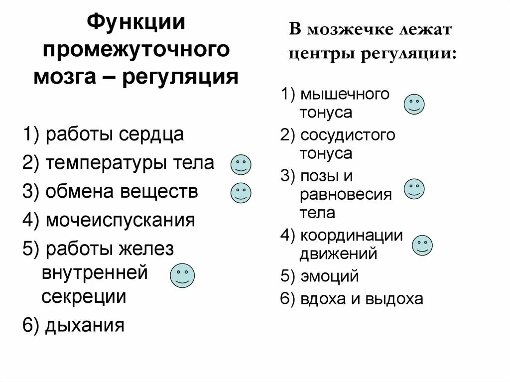 Промежуточный мозг особенности строения и выполняемые функции. Промежуточный мозг особенности строения и выполняемые функции