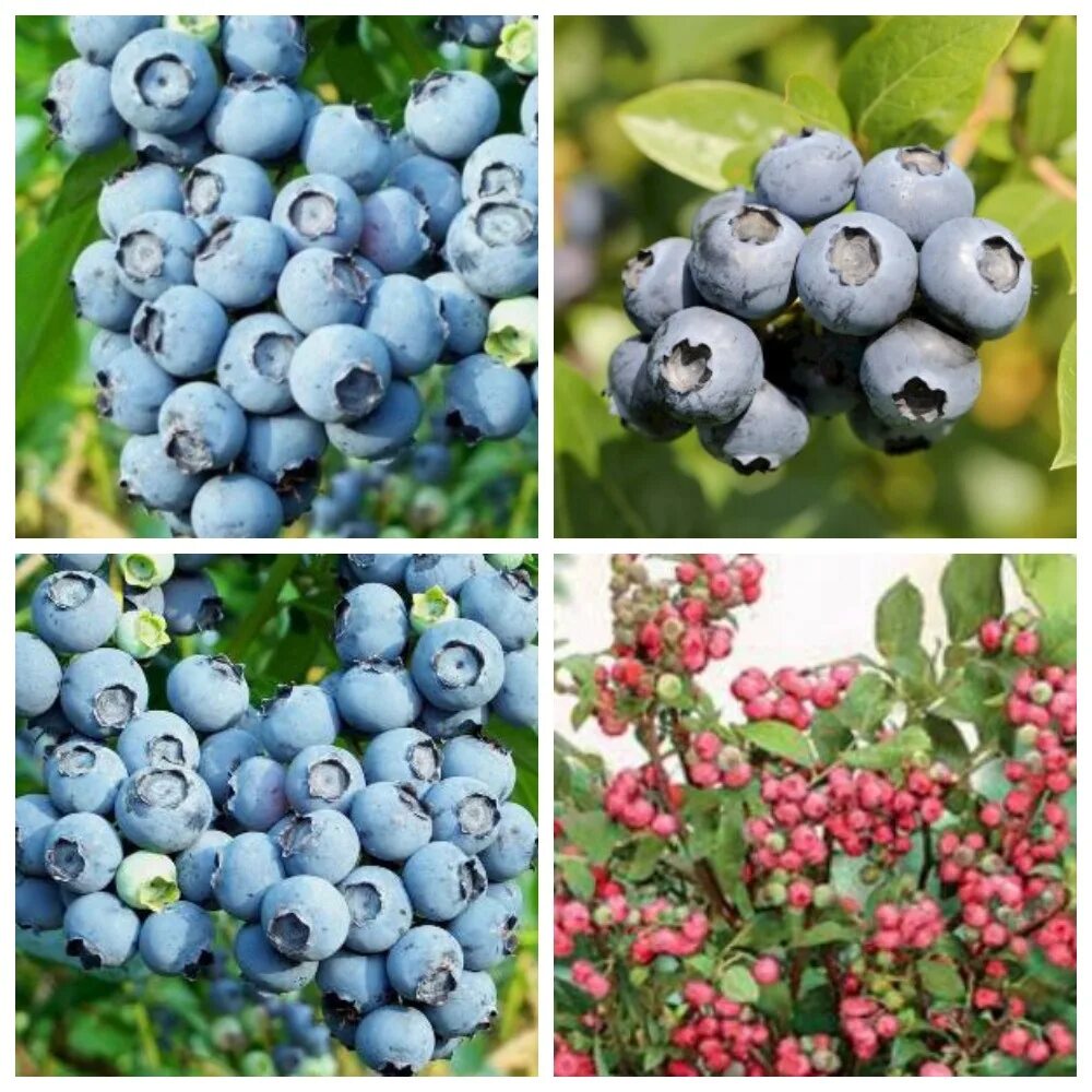 Голубика цветёт плодоносит. Голубика разз. Голубика в саду. Голубика в саду. Посадка голубики.