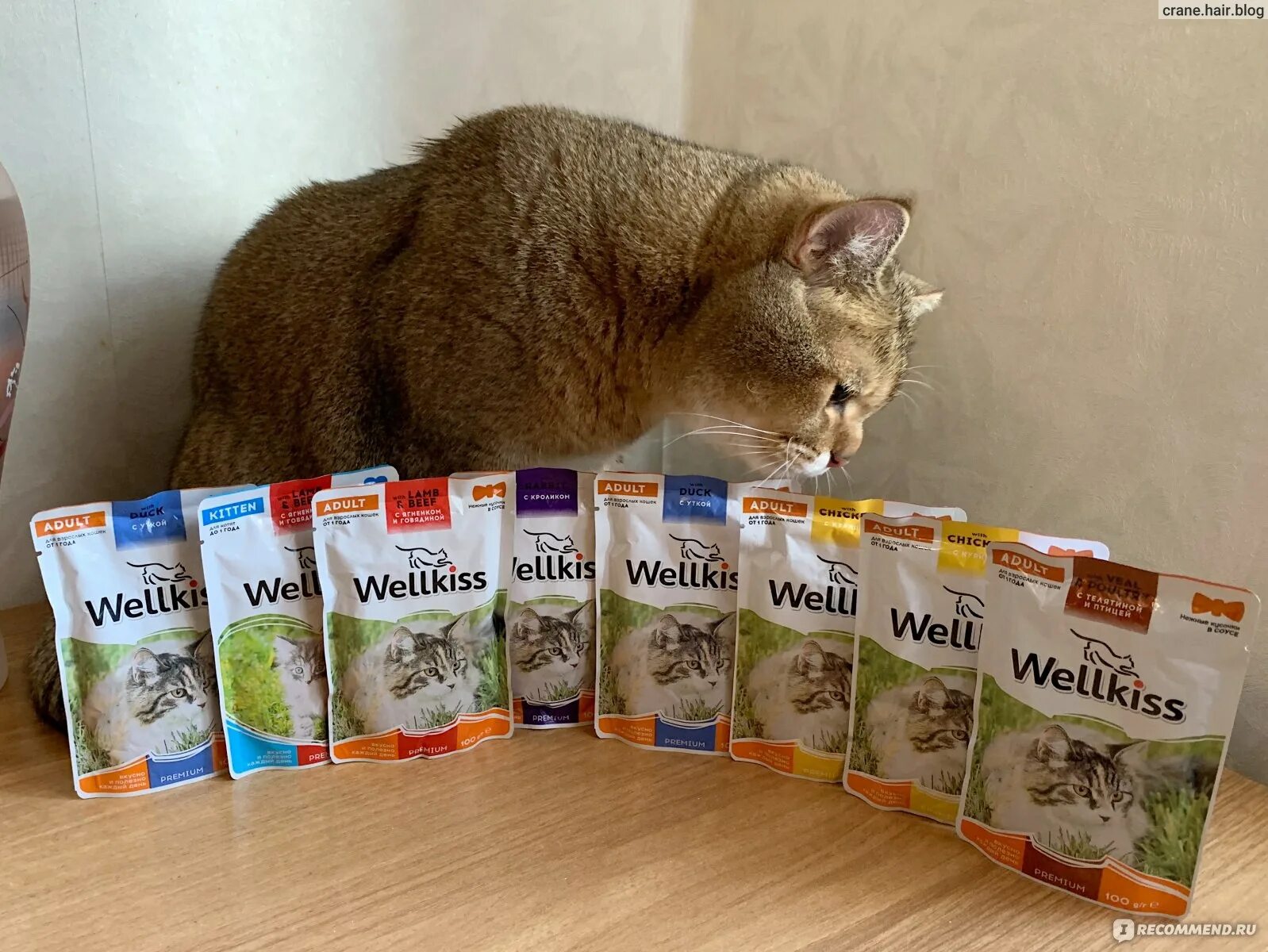 Холистик корм отзывы ветеринаров. Wellkiss корм для кошек влажный. Wellkiss консервы для котят. Влажный корм для котят Веллкисс. Холистик для котят.