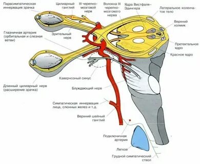 Расширение зрачка какой отдел нервной системы