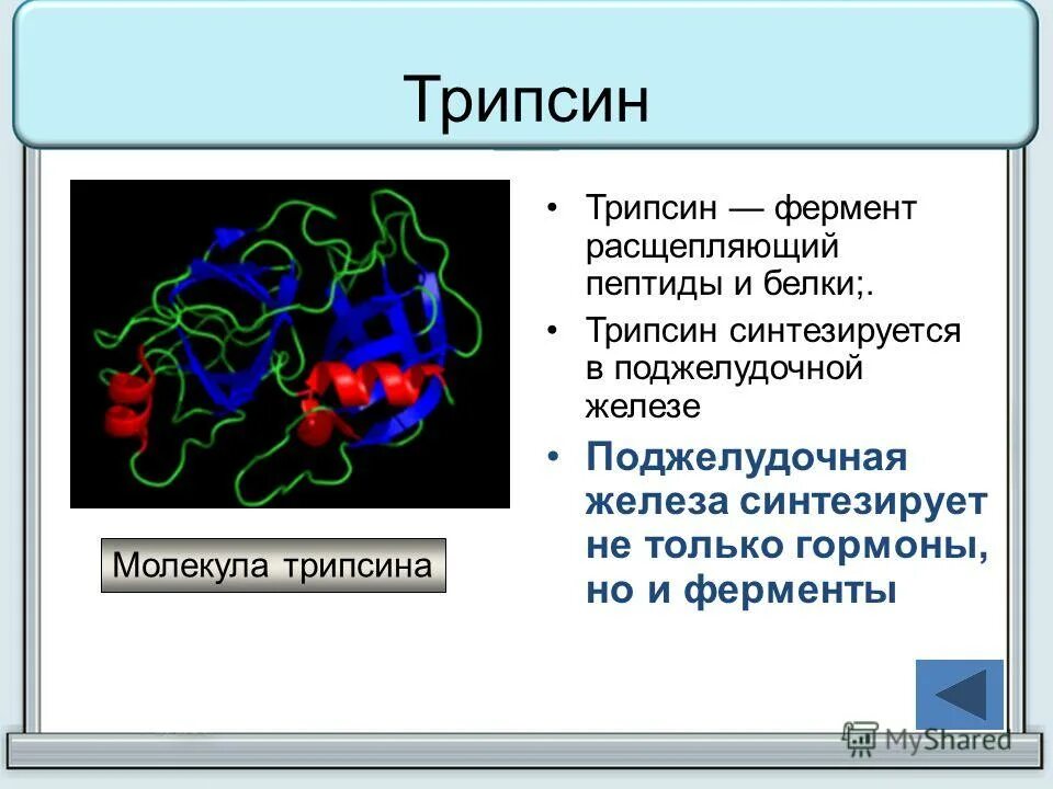 трипсин фермент поджелудочной железы. фермент для поджелудочной железы названия. ферменты поджелудочной железы. трипсин фермент поджелудочной железы. основные ферменты поджелудочной железы.