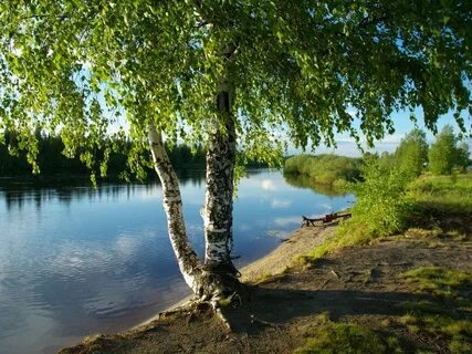 Картинка природа родного