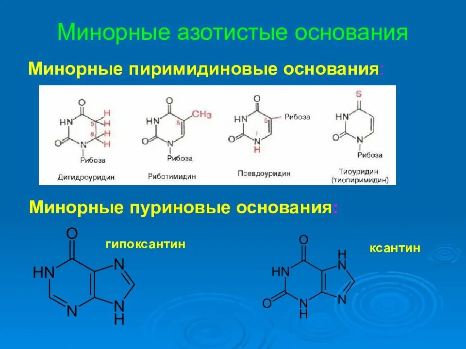 В состав нуклеотида входит азотистое основание. Минорные пуриновые основания. Азотистые основания пуриновые и пиримидиновые минорные основания. Минорных пуриновых и пиримидиновых основания.. Пуриновые основания РНК.