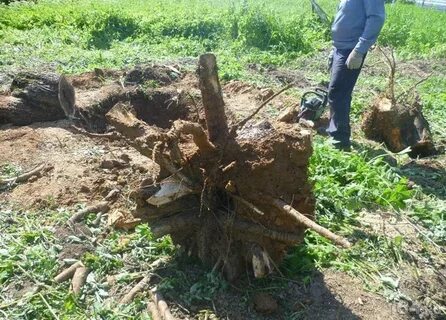 Выкорчевывание деревьев область