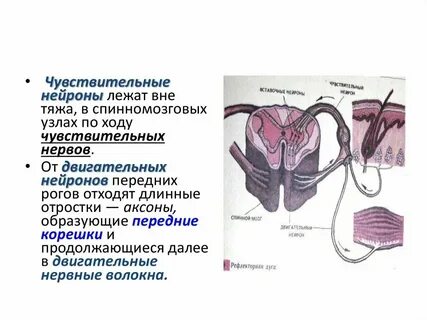 Передние рога серого вещества спинного