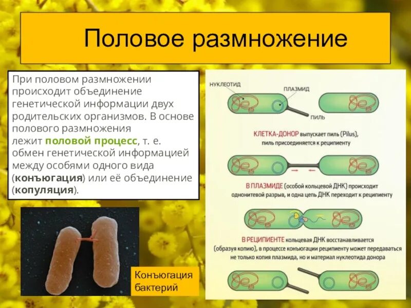 Есть ли наследственный материал у бактерий. Половые способы размножения бактерий. Процесс конъюгации у бактерий. Механизм конъюгации у бактерий. Половое размнож бактерий.